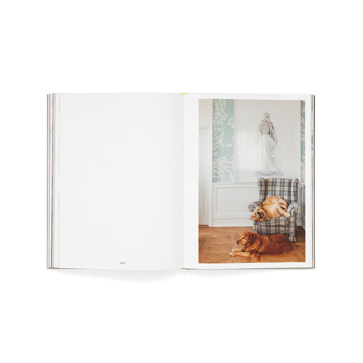 Still pets. Stories from living rooms. Dogs. Ediz. italiana e inglese