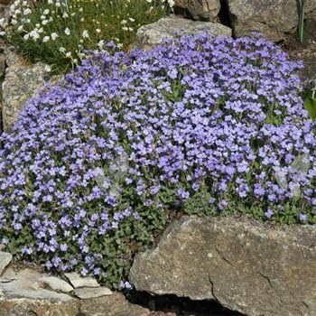 Outsidepride Semillas de berro de roca Aubrieta azul pálido, 5000 unidades, semillas de flores perennes, fáciles de cultivar, de bajo mantenimiento,