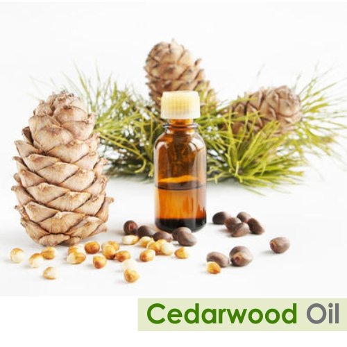 Image of Salvia Cedarwood Oil (Cedrus atlantica) Essential Oil for Aromatherapy & DIY Blends - Woody Oil for Skincare, Massage & Fragrance Use - 30 ml / 1.01 fl oz