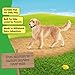 schleich Farm World - 3” Female Golden Retriever Figurine - Realistic Barnyard Dog Figure for Screen-Free Play - Farm Animal Educational Toy for Toddlers - Boys and Girls Ages 3+ | 16395