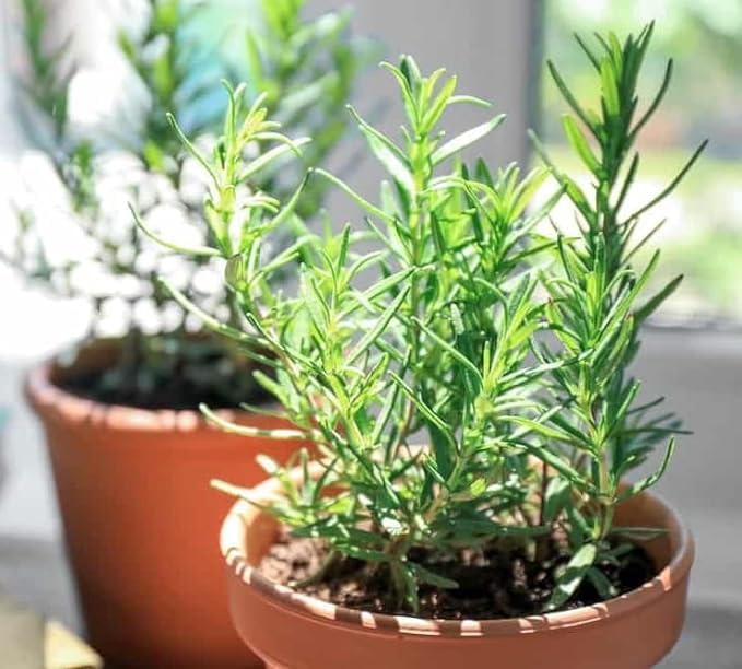 See full amazon price history chart for Rosemary Plant Organic Plant For Foods & Hair Ved Herb Tree With Black Plastic Pot Rosemary Plant Organic Plant For Foods & Hair Ved Herb Tree With Black Plastic Pot (B0CWHGVKFL) Amazon Price History, Amazon Price Tracker