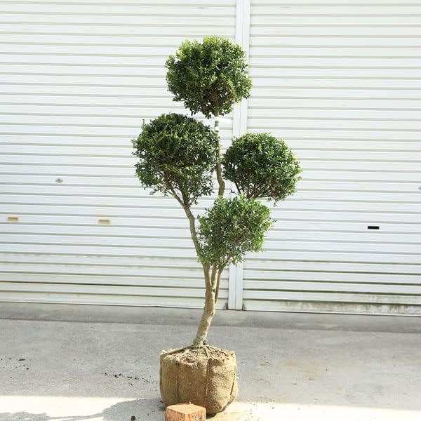 Amazon.co.jp: 特選庭木・植木:キンメツゲ(柘植)玉散らし*全高140cm 現品限り 大型佐川急便配送 : DIY・工具・ガーデン