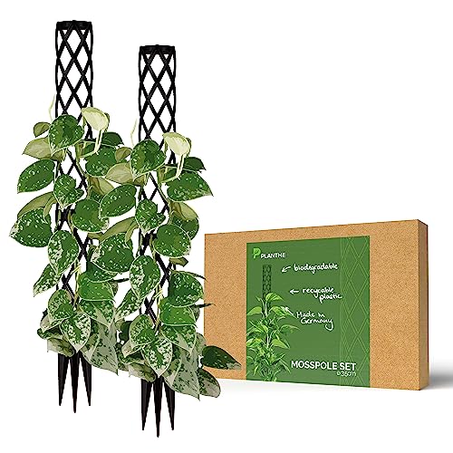 PlantMe Aiuto per piante rampicanti, Monstera, asta muschiata, supporto per piante, supporto per piante piccole, aiuto per arrampicata (2 x 40 cm, colore: nero)