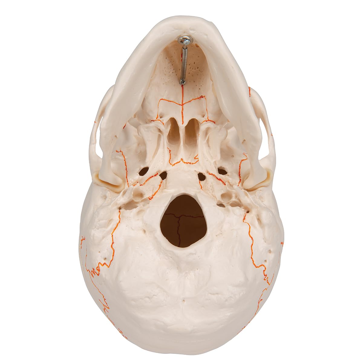 3B Scientific A21 Human Anatomy - Numerowany ludzki klasyczny model czaszki z połączeniami magnetycznymi, 3 części + bezpłatne oprogramowanie anatomiczne - Inteligentna anatomia 3B