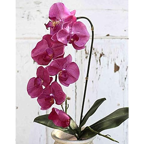 Orquídea Phalaenopsis Falsa Zafira en Varilla de Ajuste Fucsia 75cm Cover