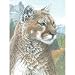 Royal Brush Color Pencil by Number Kit, 8.75 by 11.75-Inch, Cougar