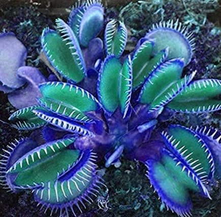 Amazon.com: Generic 100pcs Venus Fly Trap Plant Seeds Blue Green
