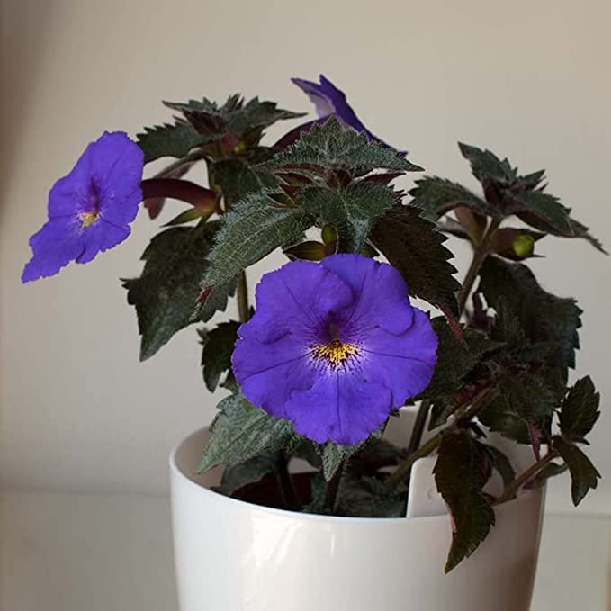 Achimenes Bulbs Plants for Home Garden Pack of 5 Bulbs BY Zabbus (B0BRWP5PXB) Amazon Price History, Amazon Price Tracker