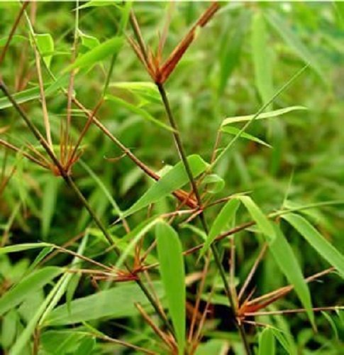 Large Fargesia Rufa 3-4 ft tall