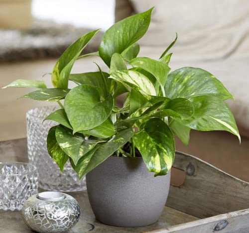 40cm Devil's Ivy -Golden Pothos.
