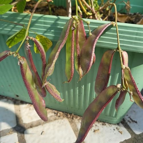 semillas de frijol casco - orgánicas variedades antiguas balcón resistentes interior exóticas 45pcs