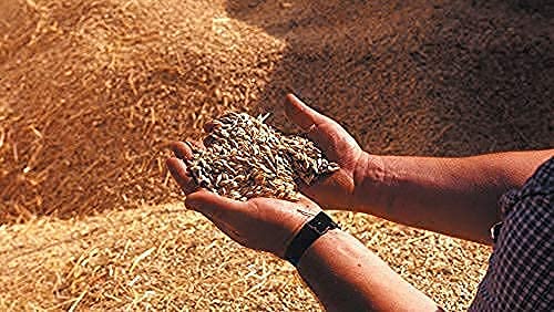 Farro Integrale | Varietà tipica della Garfagnana