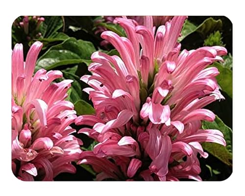 Pink Brazilian Plume Jacobina - Justicia carnea - Shade Perennial - Live Plant - Rose Colored Flower - Emerald Goddess Gardens - Starter Sz 4 Inch Pot