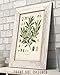 Vintage Botanical Olive Tree Print 11x14 Unframed Poster– Olea Europaea Art Print, Antique Scientific Wall Art Illustration of Mediterranean Flora, Branch & Flower Diagram - Kitchen, Dining Room Décor
