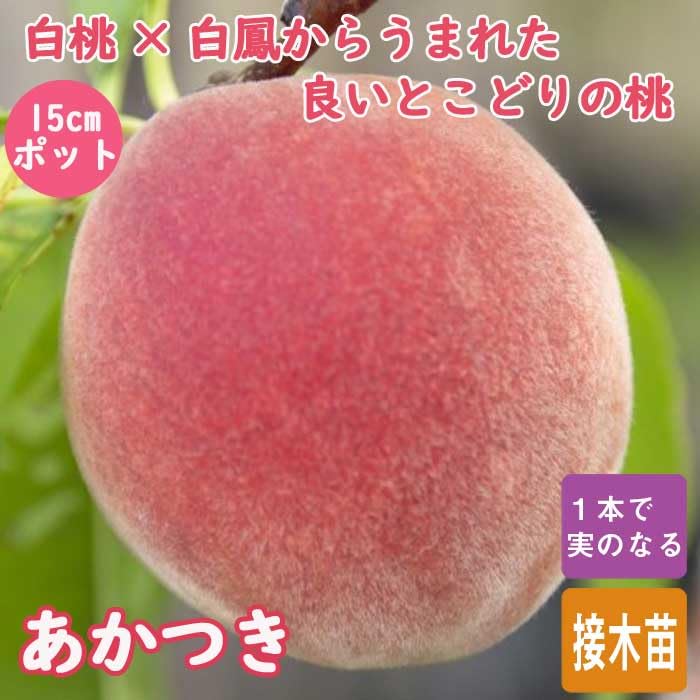 Amazon.co.jp: 桃 苗 あかつき 果樹 苗木 15cmポット 自家結実性