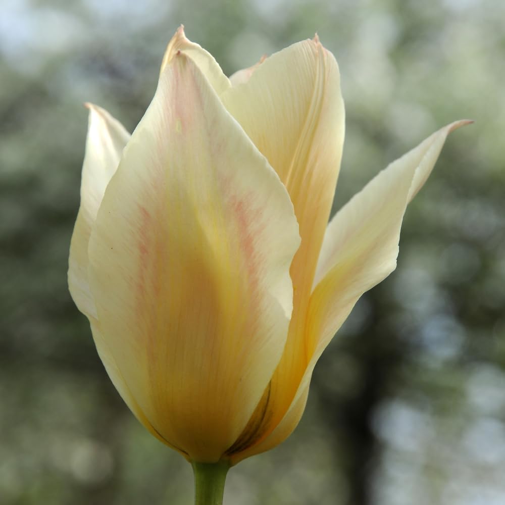 Tulip 'Fur Elise' 8 Bulbs – Apricot Dwarf Early Spring Tulip Bulbs by T&M