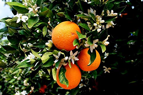 Aromis Neroli Essential Oil - Usda Certified Organic - 100% Pure Therapeutic Grade - 10Ml (.34 Fl Oz), Undiluted, Premium, Oils Perfect For Aromatherapy Diffuser #TOP1