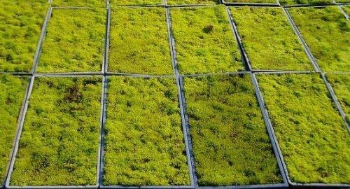 Amazon スナゴケ 砂苔 マット 58cm 28cm 10枚セット 苔 グランドカバー 苔庭 テラリウム 盆栽 用土