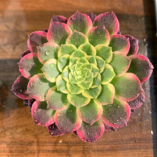 Amazon.co.jp: 農園直売 多肉植物 寄せ植え アエオニウム属 朝霞錦（単