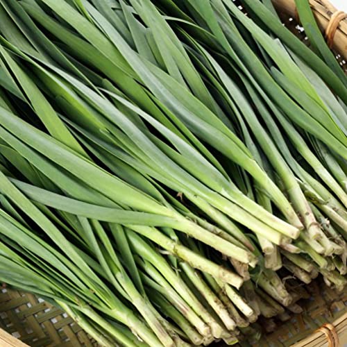10 Plants: Organics Garlic Chives Live Plant Bare Roots Hardy Perennial Herb Jiu Cai Chive-10Pk-Npf #TOP1