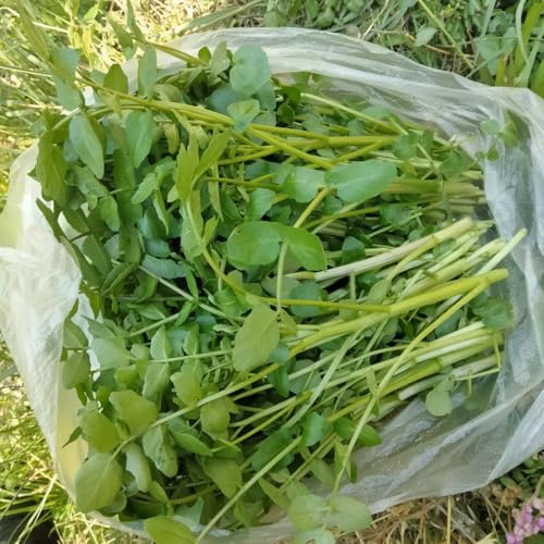 Semillas de berro - Semillas de Capuchina officinale - Las perennes son perennes resistentes de jardín balcón 450pcs