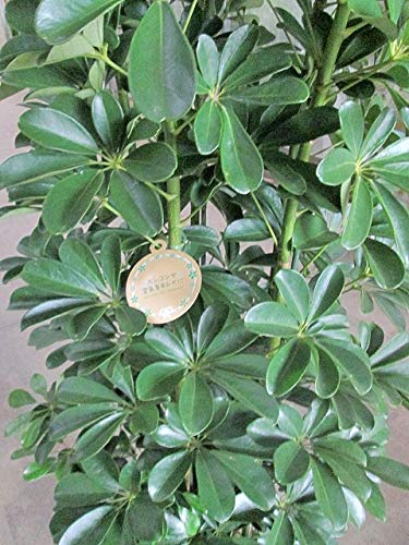 Amazon｜シェフレラ ホンコン カポック 10号｜観葉植物 オンライン通販