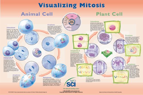 Image of Neo /Sci Corporation 35-1026 Visualizing Mitosis Laminated Poster, 35 inch Width x 23 inch Height