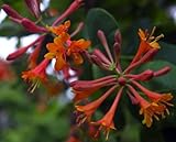 Dropmore Scarlet Honeysuckle Vine - Lonicera - 2.5' Pot