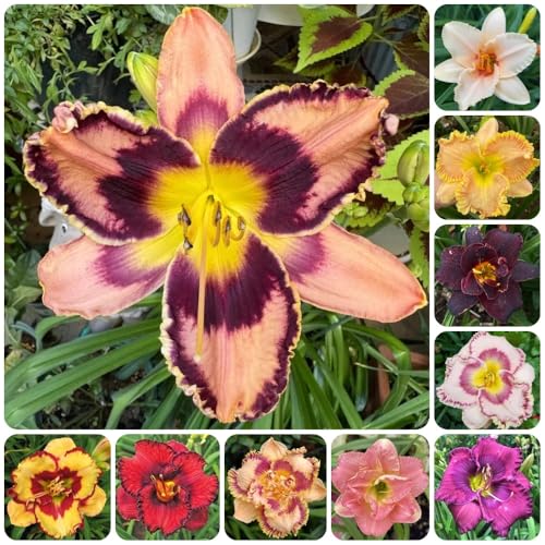 Semillas de azucenas, silvestres Hemerocallis fulva, de jardín de balcón resistentes 120pcs