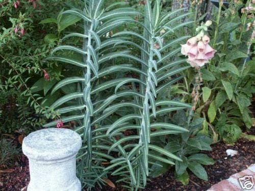 Euphorbia lathyris GOPHER PURGE Perennial Seeds!