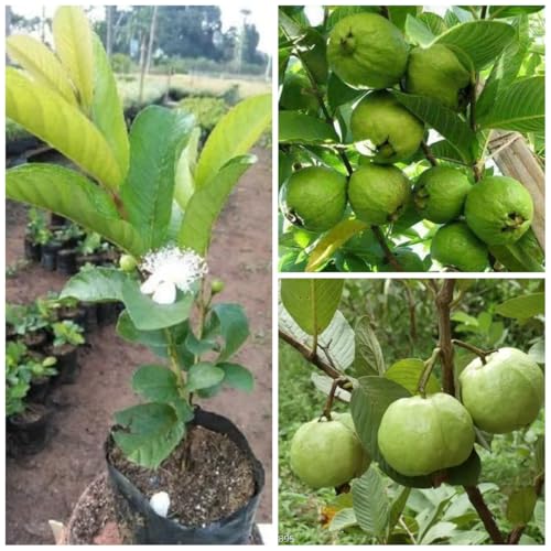 Image of Allhabadi Safeda Round Green Seedless Hybrid Guava Live Plant - Sweet White Flesh Amrud Tree | Rare Grafted Fruit Plant (Allhabadi Safeda Round Green Seedless Hybrid Guava Plant)
