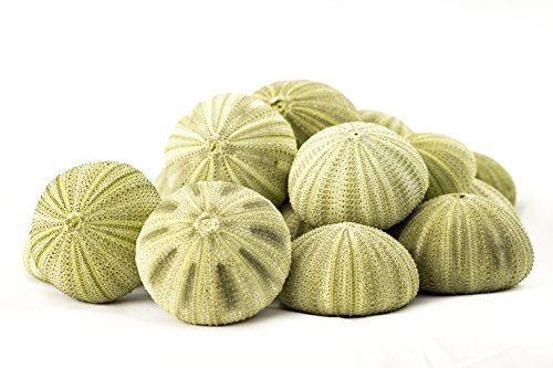 Sea Urchin | 18 Green Sea Urchin Shell | 18 Green Sea Urchin Shells For Craft And Decor | Plus Free Nautical Ebook By Joseph Rains #TOP4