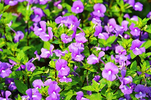 See full amazon price history chart for PNO Rare AmazonBlue, Brazilian Snapdragon Flowering Plant PNO Rare AmazonBlue, Brazilian Snapdragon Flowering Plant (B08P2ZWCKH) Amazon Price History, Amazon Price Tracker