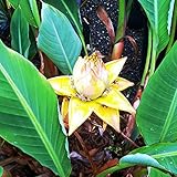 Sie verhält sich wie eine Staude, sie friert im Winter zurück und treibt im folgenden Frühling wieder aus. Bis zu 2 bis 2,5 m Höhe, bei besten Bedingungen, wird diese zu einem traumhaften Blickfang im Garten und sollte nirgendwo fehlen. Wählen Sie einen sonnigen, feuchten Standort.