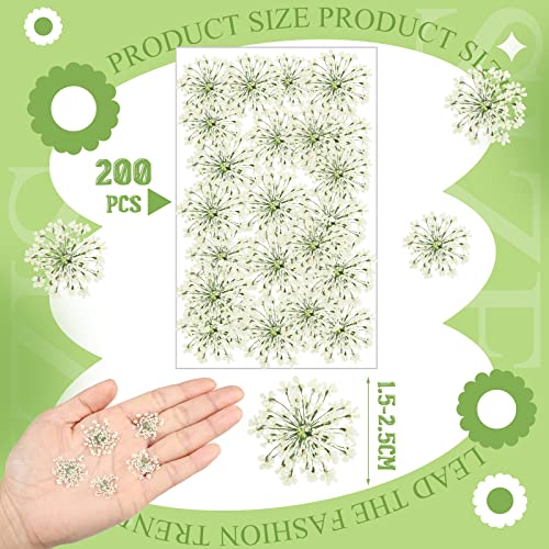 200 Pcs Pressed Dried Flowers for Resin Art Ammi Majus Natural Pressed Dried Flower Dry Flowers for Crafts DIY Wedding Home Decor Scrapbooking Gift Soap Candle Making