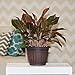 Costa Farms Siam Aglaonema Chinese Evergreen Live Indoor Tabletop Plant in 6-Inch Grower Pot