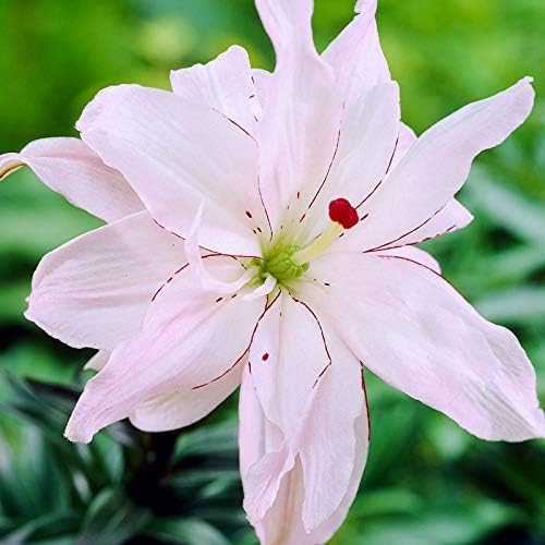 - Spring Pink Double Asiatic Lilies Flower Bulbs - 3 Lily Bulbs per Pack - Attracts Butterflies and Hummingbirds - Good as Cut Flowers - Grows Well in Containers - Perennializing Garden