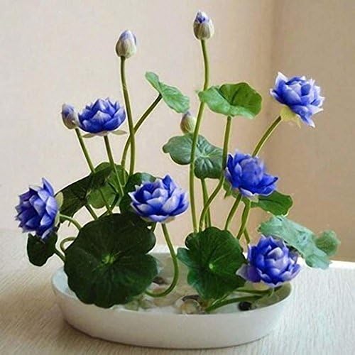 Sholdnut 5pcs/Bag Seeds Dwarf Lotus Flower Mixed Colors Mini Water Lily Flowers Seeds Aquatic Plant