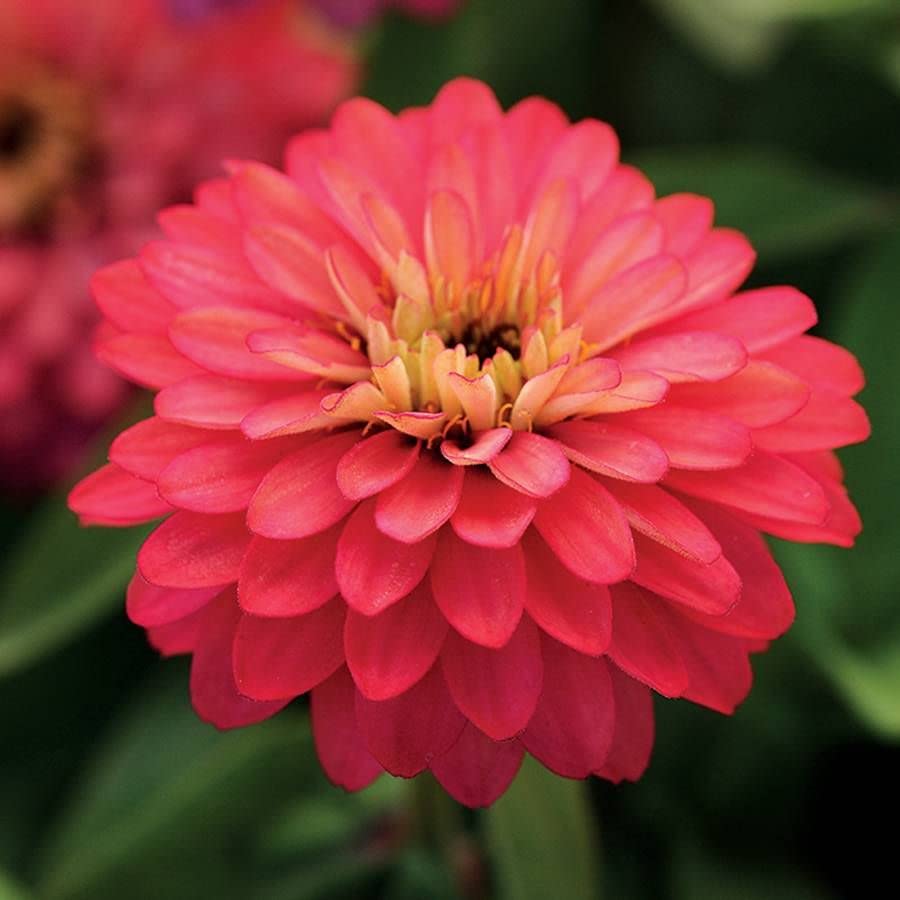 Park Seed Zinnia Seeds Planting Flowers Easy to Grow Non-GMO Perfect for Spring Garden Dreamland Pink Pack of 25 product thumbnail 10