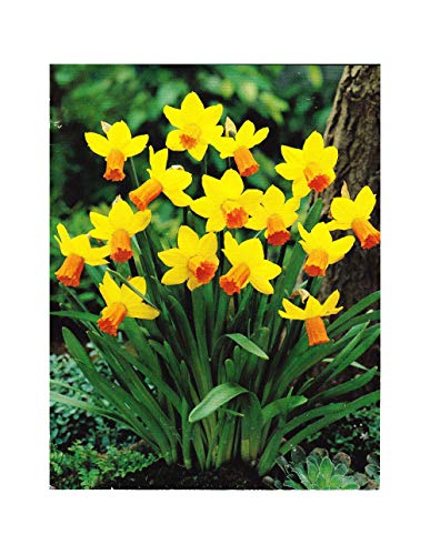  Jetfire Rockery Narcissi/Daffodil Bulbs : Similar to Tete a Tete : Spring Flowering - Free UK P & P (25)