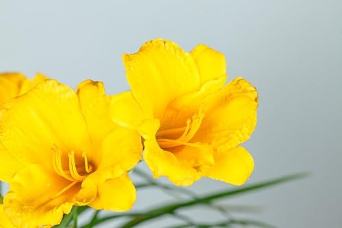 Miniatura 4 de Stella DE'ORO Daylily - Tamaño: 1 galón, planta viva, incluye fertilizante de mezcla especial y guía de plantación