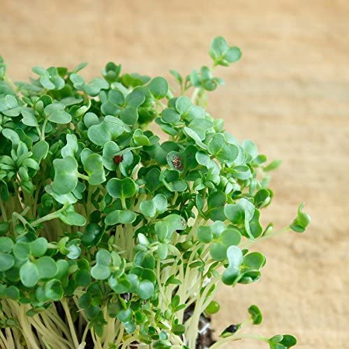 Gaea's Blessing Seeds - Curled Cress Seeds (3.0G) - Non-Gmo Seeds With Easy To Follow Planting Instructions - Heirloom Garden Cress - Pepper Cress - 93% Germination Rate #TOP1
