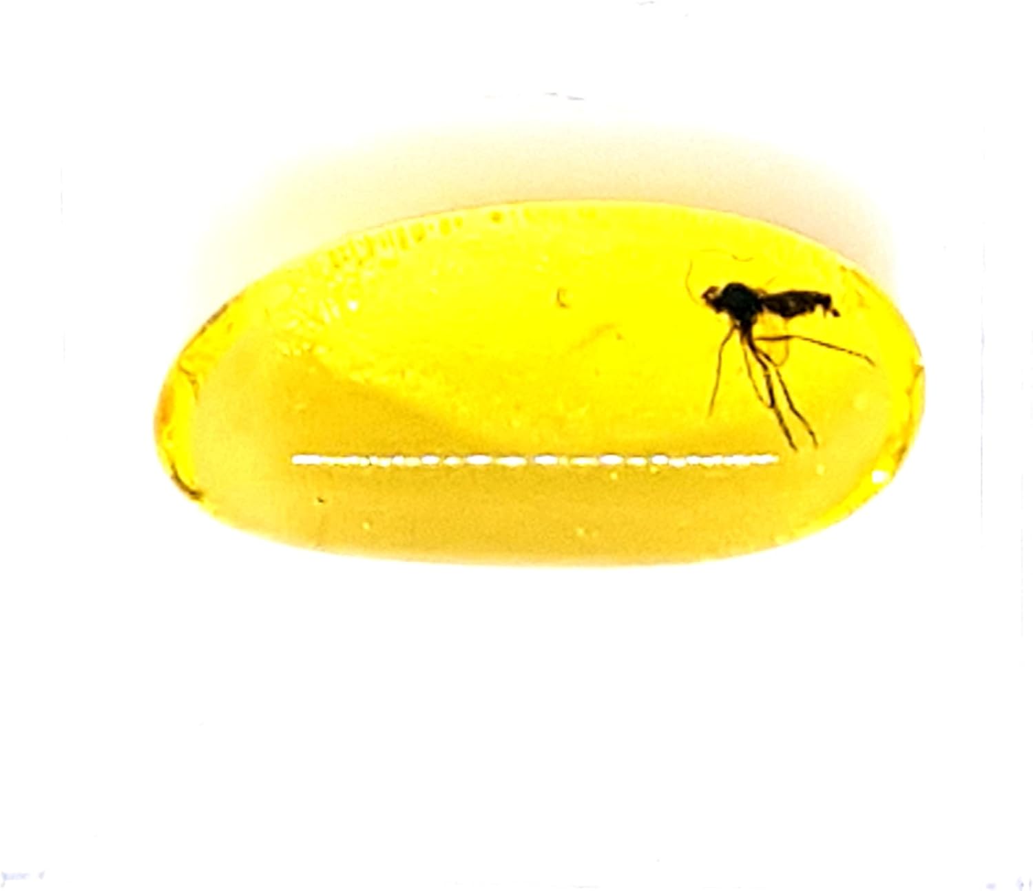 Genuine Fossil Baltic Amber with Inclusion with Magnifying Box/Beautiful Museum Grade : Baby