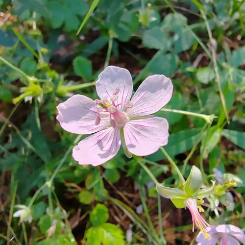 semi di geranio resistenti - giardino decorazione 10pcs