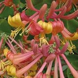 Geißblatt Tellmana 2L - Wunderschöne Farben und üppige Blüte