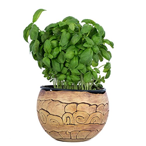 Manufaktur MartinshofSpherical Planter (16 cm) Snail 28.002 Inch Plant Pot Flower Pot Plant Pot