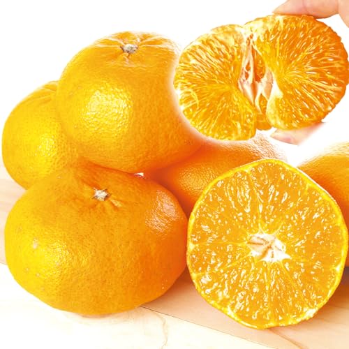 �݂��� 5kg �Õ� ���ƒ�p ���Q�Y �H�i