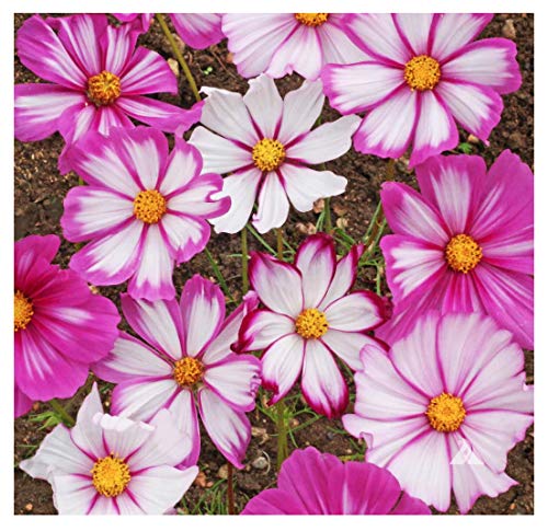 Cosmos Candystripe Seeds