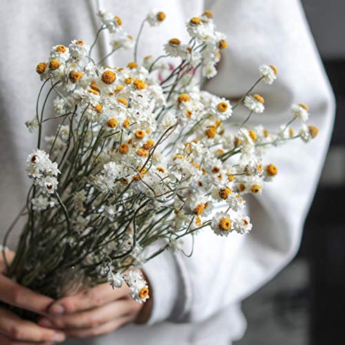 Ramo de flores secas de crisantemo silvestre para decoración miniatura 4