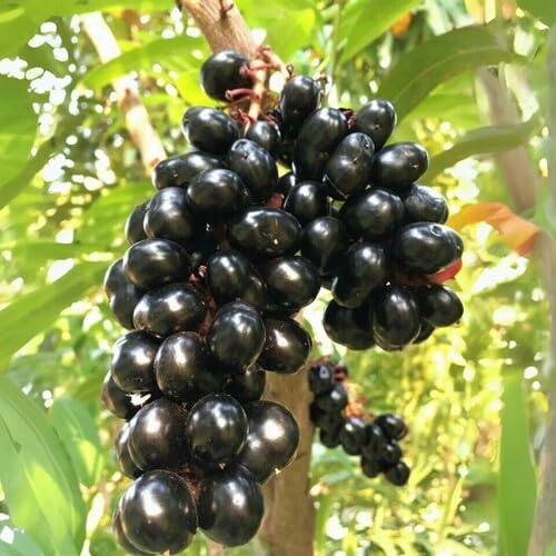 100pcs Fresh Black Jamun Fruit Seeds